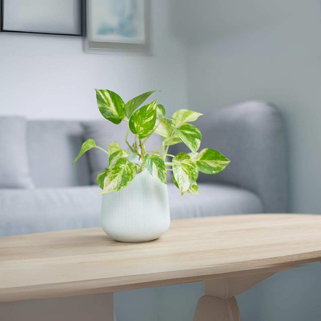 How Can a Money Plant Enhance Your Home?