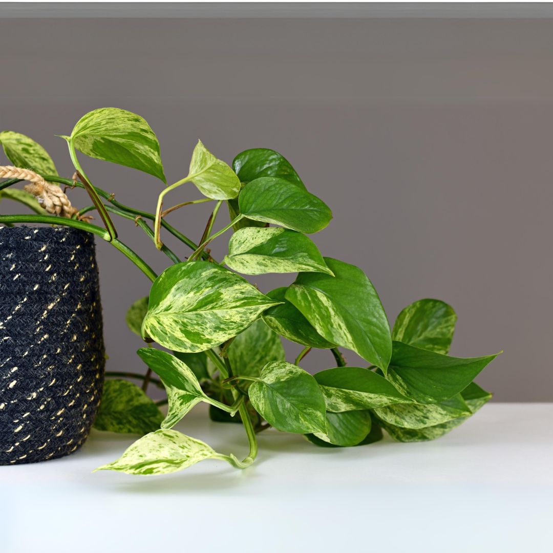 What Are the Benefits of a Money Plant in Your Home?