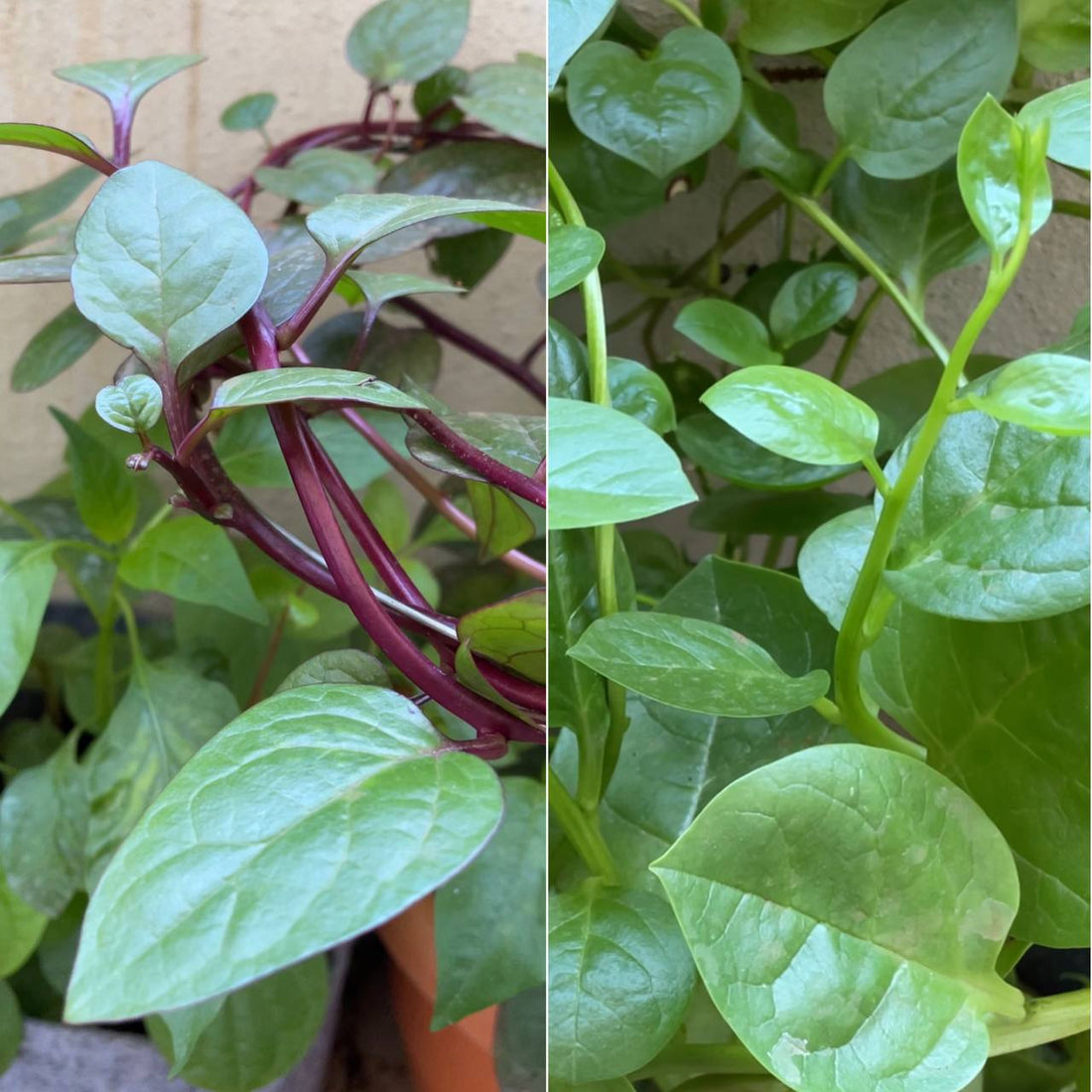 Malabar Spinach, Package of beauty and health!