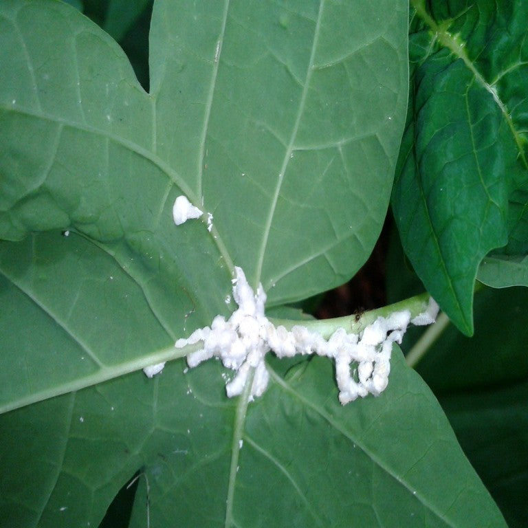 Mealybugs – Oh, I just wanna squish them!