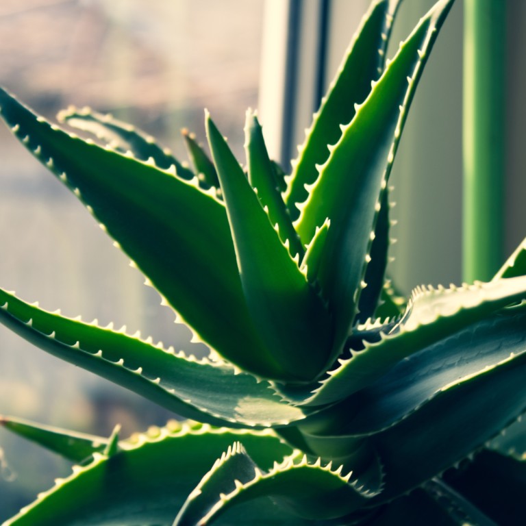 Why is Aloe my most favourite plant?