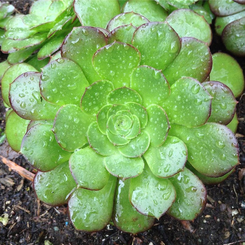 Your succulents love rain!